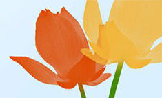 Foliothumb5